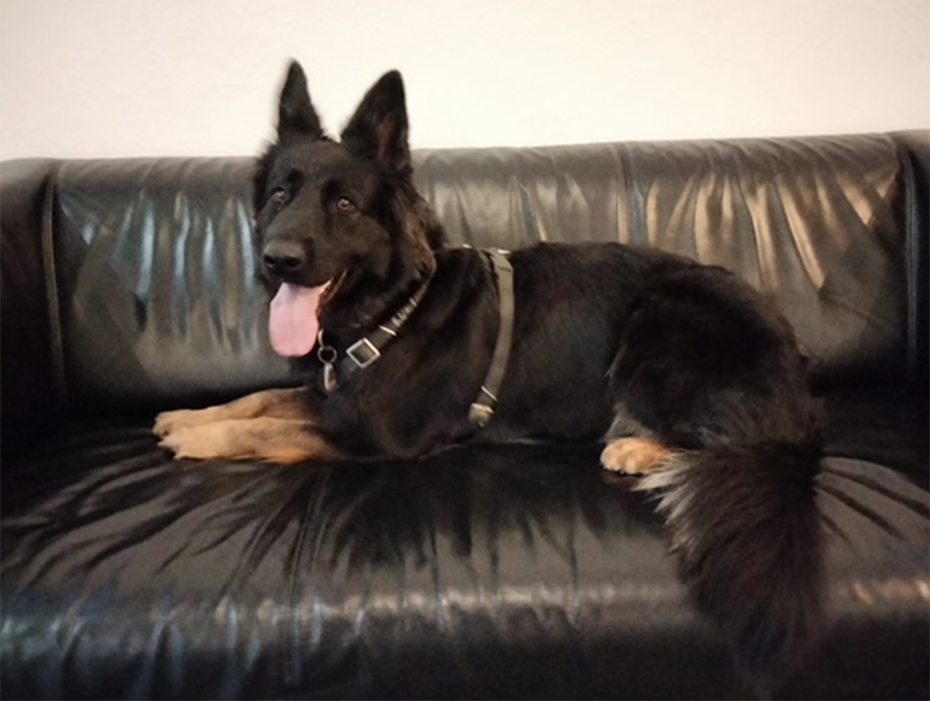 holly sofa
